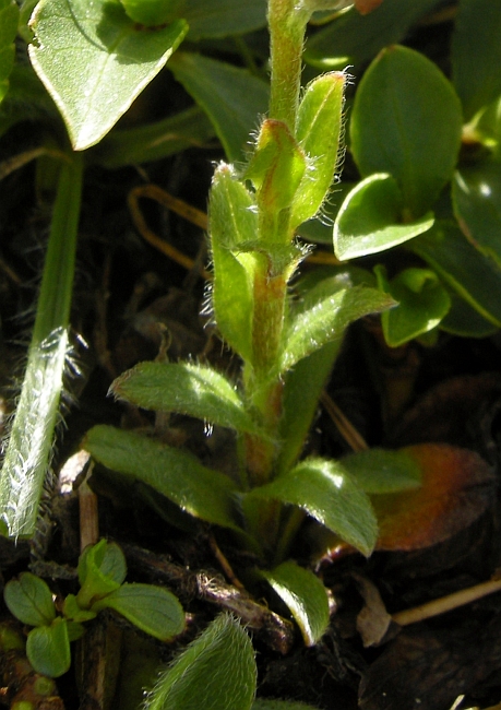 Myosotis sp.